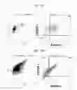 Fig. 08 - Method for producing stem cell-derived extracellular vesicle