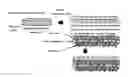 Fig. 01 - In vitro model for blood-brain barrier and method for producing in vitro model for blood-brain barrier
