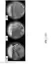 Fig. 43 - Recombinant polynucleotide sequence for producing astaxanthin and uses thereof