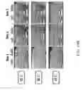 Fig. 44 - Recombinant polynucleotide sequence for producing astaxanthin and uses thereof