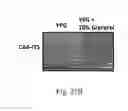 Fig. 49 - Recombinant polynucleotide sequence for producing astaxanthin and uses thereof