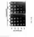 Fig. 64 - Recombinant polynucleotide sequence for producing astaxanthin and uses thereof