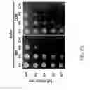 Fig. 65 - Recombinant polynucleotide sequence for producing astaxanthin and uses thereof