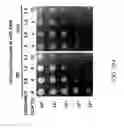 Fig. 69 - Recombinant polynucleotide sequence for producing astaxanthin and uses thereof