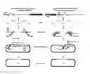 Fig. 01 - Harnessing heterologous and endogenous CRISPR-Cas machineries for efficient markerless genome editing in Clostridium