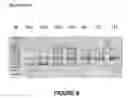 Fig. 07 - Antisense oligonucleotides for inducing exon skipping and methods of use thereof