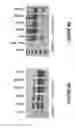 Fig. 09 - Antisense oligonucleotides for inducing exon skipping and methods of use thereof