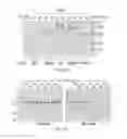 Fig. 09 - Modulating the cellular stress response