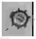 Fig. 02 - Paenibacillus-based endospore display platform, products and methods