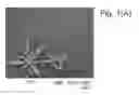 Fig. 02 - Plants with Increased Oil Accumulation in Vegetative Tissues, and Methods of Making Same
