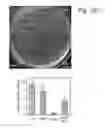 Fig. 03 - Plants with Increased Oil Accumulation in Vegetative Tissues, and Methods of Making Same