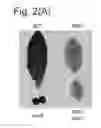 Fig. 04 - Plants with Increased Oil Accumulation in Vegetative Tissues, and Methods of Making Same