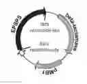Fig. 01 - Glyphosate-resistant gene screening method, EPSPS mutant gene and deficient strain and use