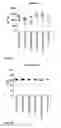 Fig. 17 - Minimal UTR sequences