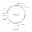 Fig. 11 - High level production of long-chain dicarboxylic acids with microbes