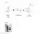 Fig. 03 - NEW POLYPHOSPHATE-DEPENDENT GLUCOKINASE AND METHOD FOR PRODUCING GLUCOSE 6-PHOSPHATE USING SAME
