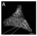 Fig. 01 - Consecutive hybridization for multiplexed analysis of biological samples