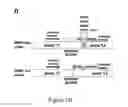 Fig. 04 - METHODS OF DETECTING A MUTATED GENE BY MULTIPLEX DIGITAL PCR