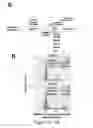 Fig. 08 - METHODS OF DETECTING A MUTATED GENE BY MULTIPLEX DIGITAL PCR
