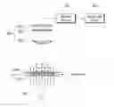 Fig. 01 - HIV DIAGNOSTIC METHOD USING CD4 AND CD8 CELL INFORMATION