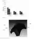 Fig. 12 - Method for the quantification of parasite eggs in feces