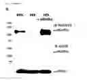 Fig. 05 - Nucleic acids encoding antibodies with high affinity for Alpha-Klotho