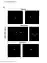Fig. 07 - Nucleic acids encoding antibodies with high affinity for Alpha-Klotho