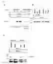 Fig. 08 - Nucleic acids encoding antibodies with high affinity for Alpha-Klotho