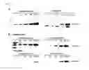 Fig. 09 - Nucleic acids encoding antibodies with high affinity for Alpha-Klotho