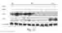 Fig. 06 - Methods of diagnosing and prognosing lung cancer
