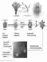 Fig. 01 - Methods for capturing, isolation, and targeting of circulating tumor cells and diagnostic and therapeutic applications thereof