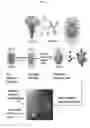 Fig. 02 - Methods for capturing, isolation, and targeting of circulating tumor cells and diagnostic and therapeutic applications thereof