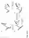 Fig. 56 - Macromolecule analysis employing nucleic acid encoding