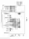 Fig. 07 - Methods for testing effectiveness of a von Willebrand factor used in treating von Willebrand disease (VWD)
