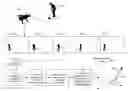 Fig. 01 - Method for estimating a 3D trajectory of a projectile from 2D camera images