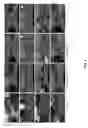 Fig. 16 - 
