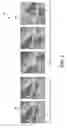 Fig. 06 - Hybrid and self-aware long-term object tracking