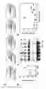 Fig. 02 - COMPOSITIONS AND METHODS RELATED TO OBSTRUCTIVE SLEEP APNEA