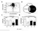 Fig. 04 - COMPOSITIONS AND METHODS RELATED TO OBSTRUCTIVE SLEEP APNEA