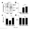 Fig. 09 - COMPOSITIONS AND METHODS RELATED TO OBSTRUCTIVE SLEEP APNEA