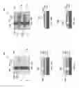 Fig. 08 - Mechanisms for forming patterns using multiple lithography processes