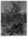 Fig. 01 - Apple tree named `TAKANO 7GO'