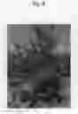 Fig. 05 - Apple tree named `TAKANO 7GO'