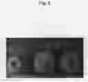 Fig. 06 - Apple tree named `TAKANO 7GO'