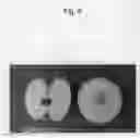 Fig. 07 - Apple tree named `TAKANO 7GO'