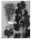 Fig. 01 - GRAPEVINE PLANT NAMED 'SUGRAFIFTYTWO'
