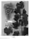 Fig. 02 - GRAPEVINE PLANT NAMED 'SUGRAFIFTYTWO'