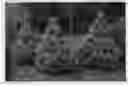 Fig. 01 - Chamaecyparis 'FARROWCGMS'