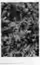 Fig. 03 - Chamaecyparis 'FARROWCGMS'