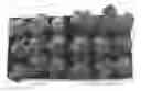 Fig. 01 - Agent for improving plant growth and method for producing plant using same